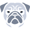Pug , Dog head