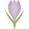 Lilac Crocus Bloom Illustration
