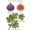 Fig Tree Botanical Study Ficus Carica