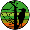 Woodpecker silhouette at sunset