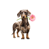 Dackel mit Blume – Blütenliebe