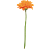 Orange Blossom on Stem