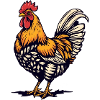 Huhn, Hühner, Bauern, Landwirtschaft 