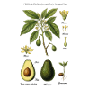 Botanical Avocado Chart Persea Americana