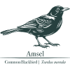 Blackbird Silhouette | Ornithology | Drawing