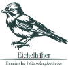 Jay Silhouette | Ornithology | Drawing