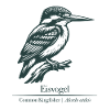 Kingfisher Silhouette | Ornithology | Drawing