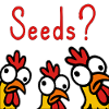 Crazy Chickens Eating Grains Hobby
