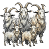 Goat herd