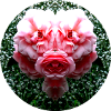 Nature Creature Pink Rose