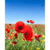 Les coquelicots dans le champ bleu