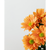 Daisy Orange Floral