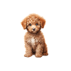 Pyjama Poils de Caniche Humour