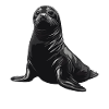 Black Seal Portrait