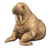 Walrus