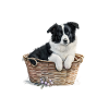 Pyjama Border Collie Humour
