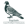 Wood Pigeon Silhouette | Ornithology | Drawing