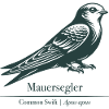 Swift Silhouette | Ornithology | Drawing