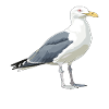 Coastal Gull Cartoon Illustration