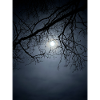 Moonlight silhouette with branches