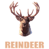 Reindeer Reindeer