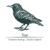 Star Silhouette | Ornithology | Drawing