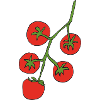 Tomatenranke Farbpalette Illustration