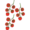 Tomato bush 3fold