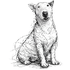 Sketch Dog: Free Lines