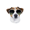 Pyjama Chien Jack Russell Humour 