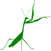 Praying mantis green