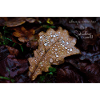 fabiolous world Autumn Leaf