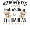 Chihuahua Chihuahueño Introverso