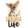 Chihuahua Chihuahueño Chihuahua