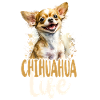 Chihuahua Chihuahueño Chihuahua