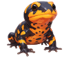 Fire Salamander Salamander