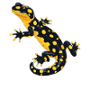 Fire Salamander Salamander