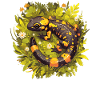 Feuersalamander Salamander