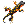 Fire Salamander Salamander