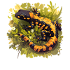 Salamandre de feu Salamandre