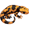 Fire Salamander Salamander