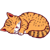 sleeping cat kitten tiger cat