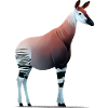 Okapi
