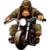Moto Singe / Moto Gorille