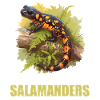 Feuersalamander Salamander