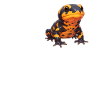 Fire Salamander Salamander