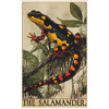 Salamandre de feu Salamandre