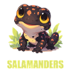 Fire Salamander Salamander