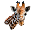 Giraffe Head