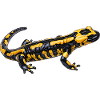 Fire salamander design
